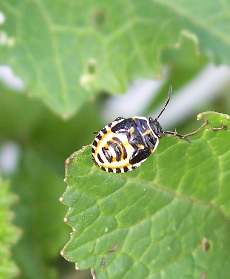 Eurydema ornata